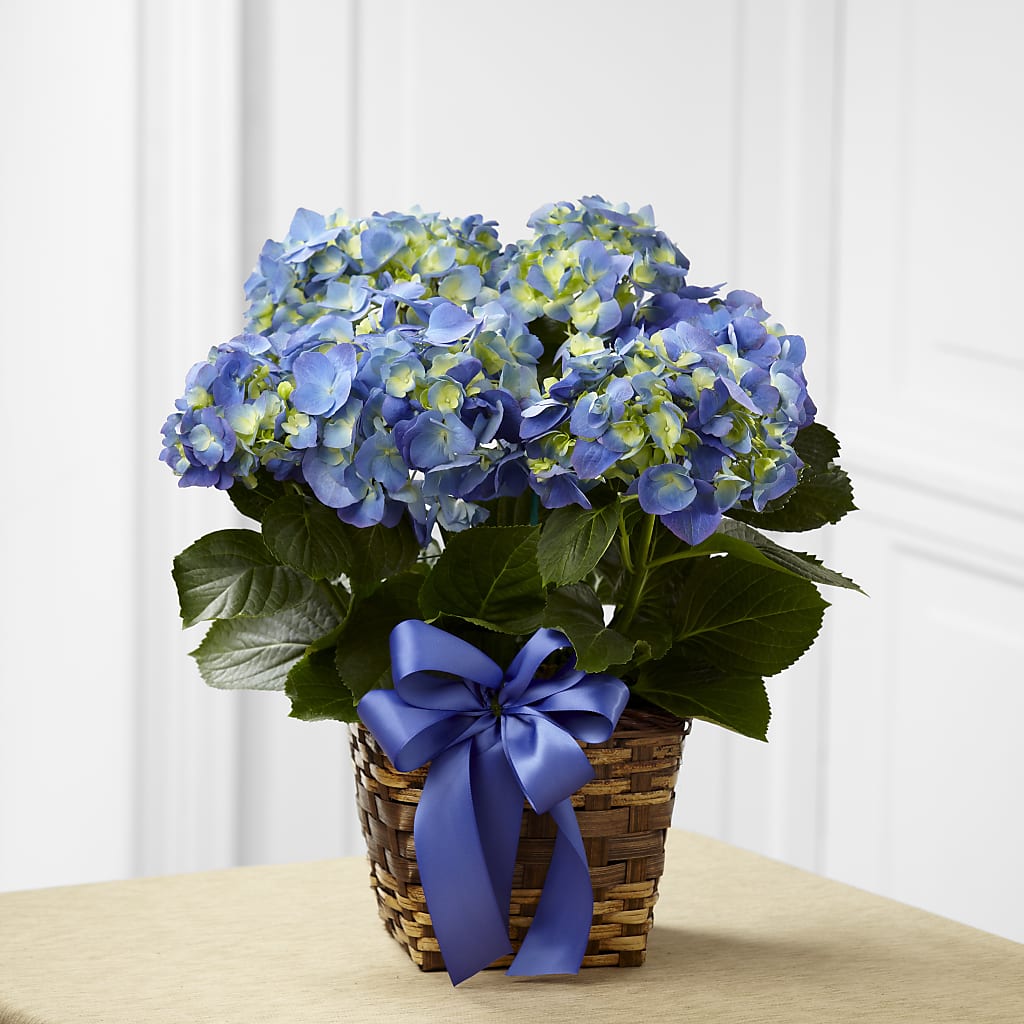 Blue Hydrangea Planter – Forever Flower Shop, Phoenix AZ