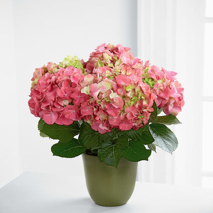 Pink Hydrangea Planter –  Forever Flower Shop, Phoenix AZ